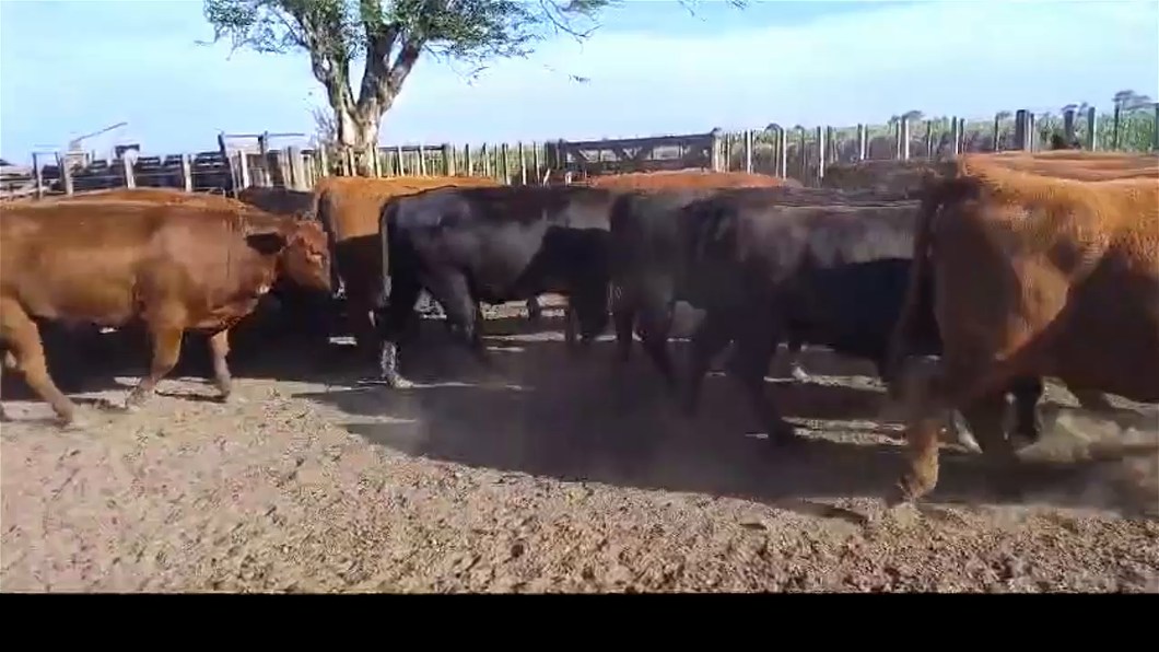 Lote 17 VAQUILLONAS