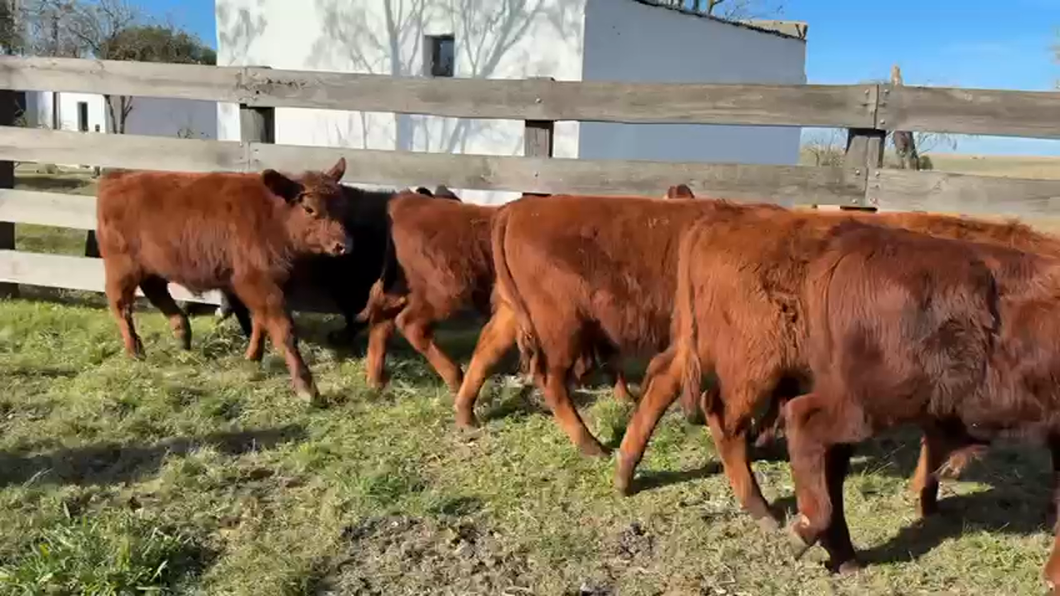 Lote TERNEROS