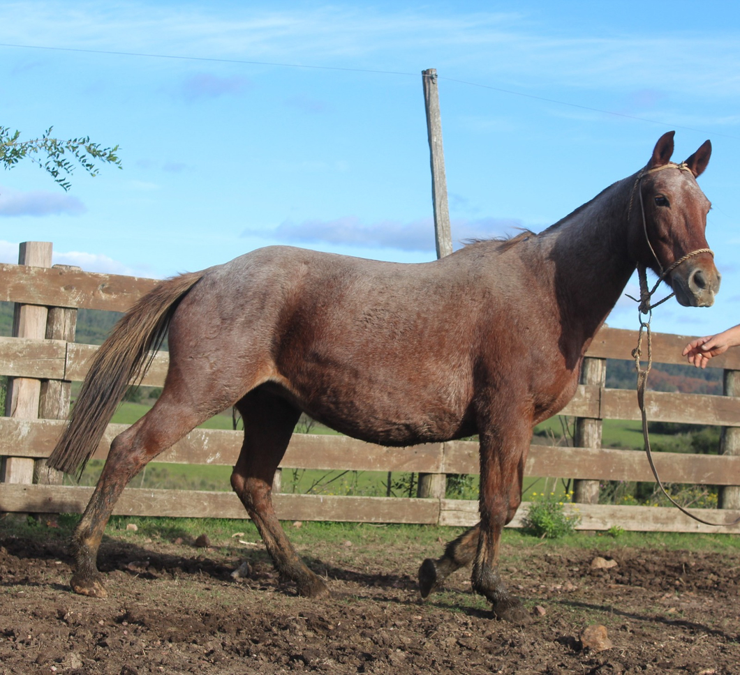 Lote QUERENCIA MERCEDES