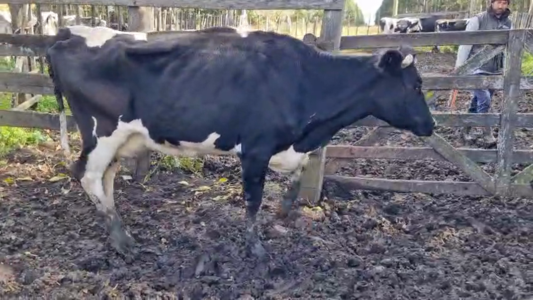 Lote Vaca a remate en Pantalla Camy 450kg - , San José