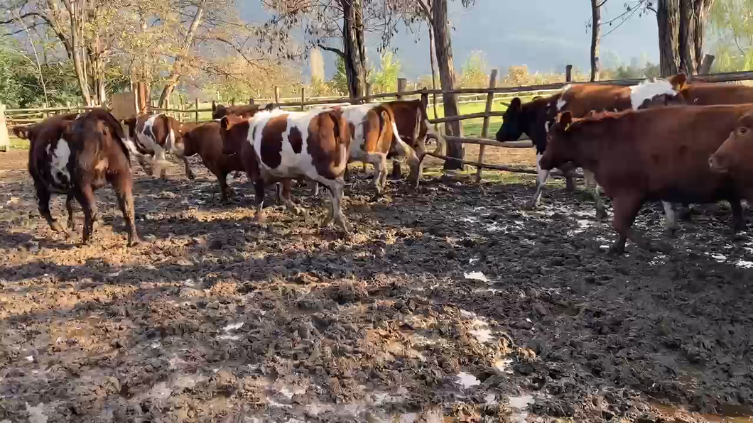 Lote 21 Vaquilla Gorda en Mostazal, VI Región O-Higgins