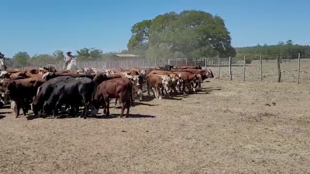 Lote 130 Novillitos Braford, brangus y sus cruzas en Pueblo Libertador, Corrientes