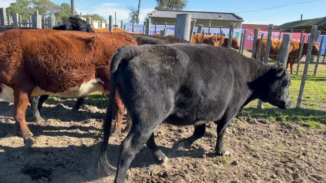 Lote 5 Vacas de Invernada