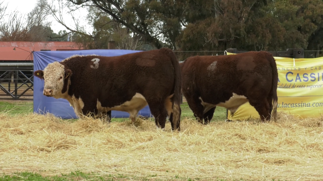 Lote TOROS P. HEREFORD PURO REGISTRADO