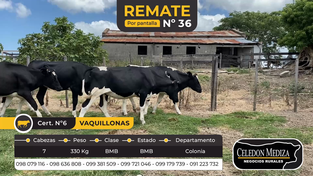 Lote 7 Vaquillonas 1 a 2 años en Colonia