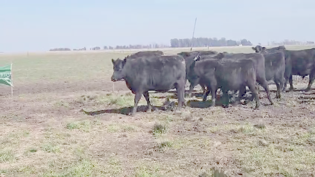 Lote 18 Novillitos DE LA GARMA