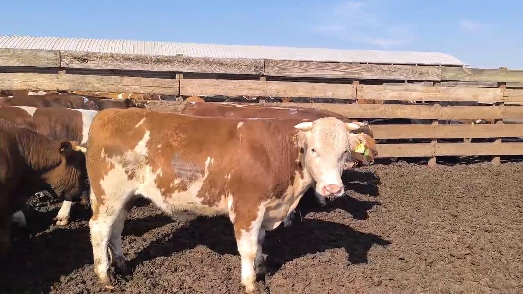 Lote 20 Novillo Gordo en Los Ángeles, VIII Región Biobío