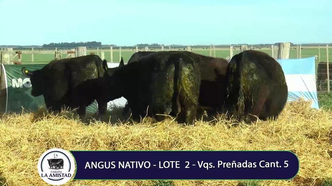 Lote VAQUILLONA PREÑADA