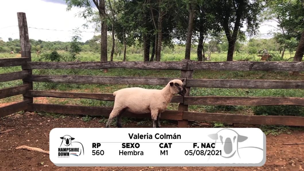 Lote LOTE 20 A CAMPO - RP 560