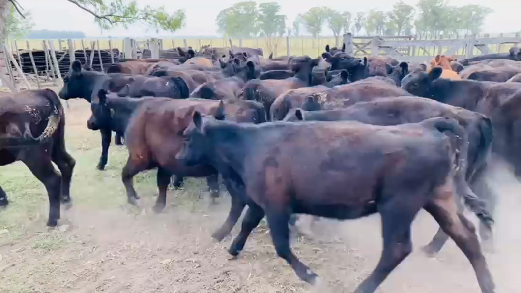 Lote 70 Terneras en Lobos, Buenos Aires