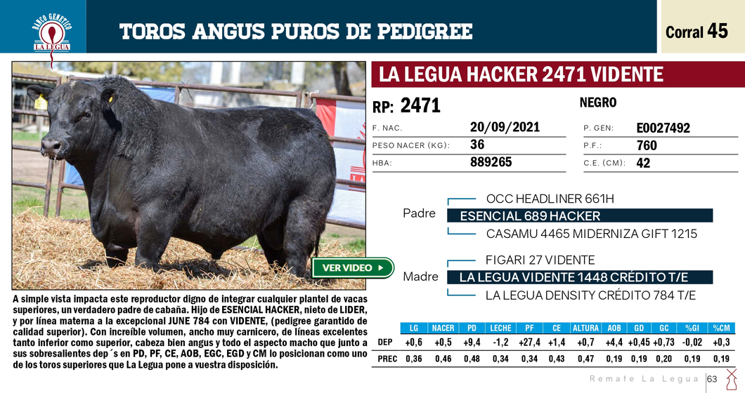 Lote TOROS ANGUS PP