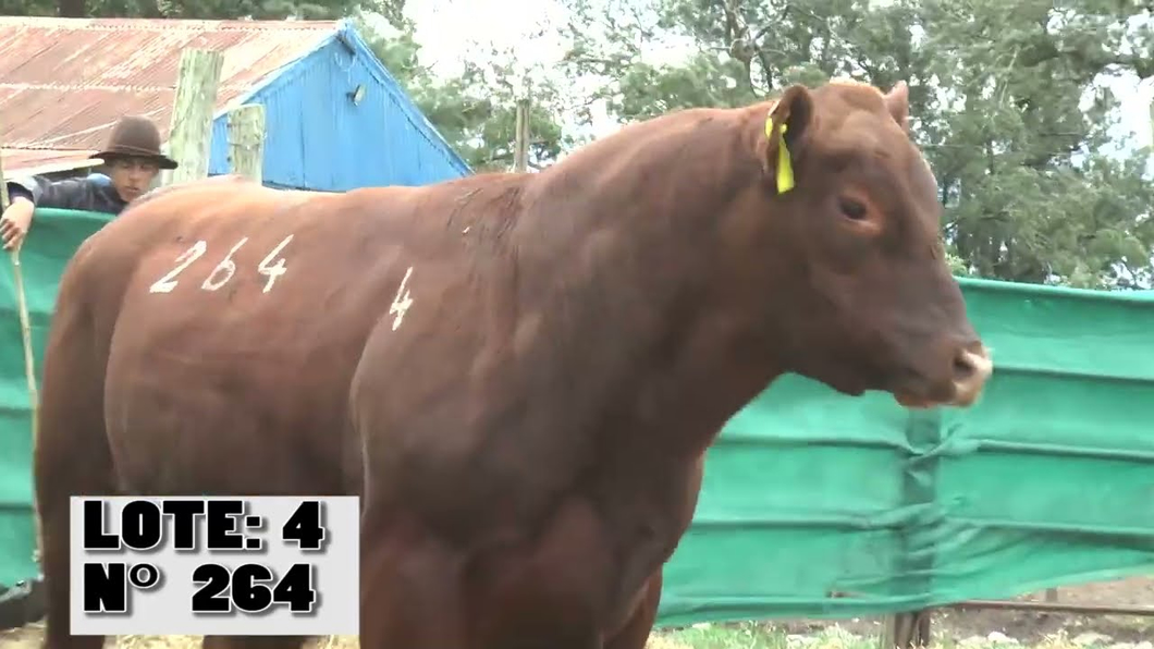 Lote 3 Toros a remate en La Empastada, Durazno