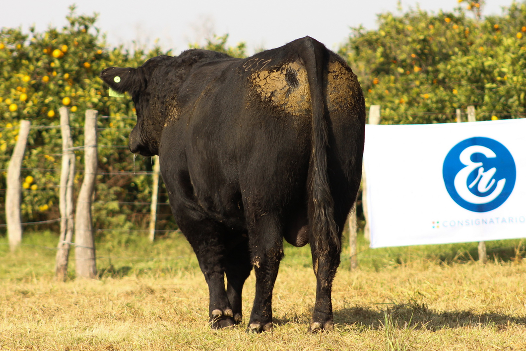 Lote CABAÑA COEMBOTÁ: RP 251