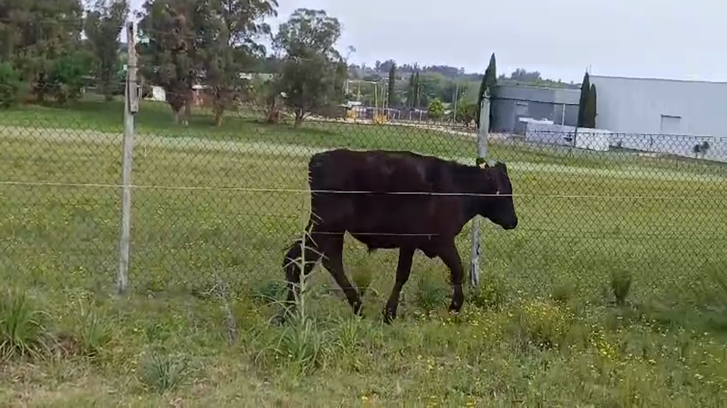 Lote Novillos 1 a 2 años CRUZAS a remate en #50 Pantalla Carmelo 300kg -  en ZONA FRANCA - COLONIA SUIZA