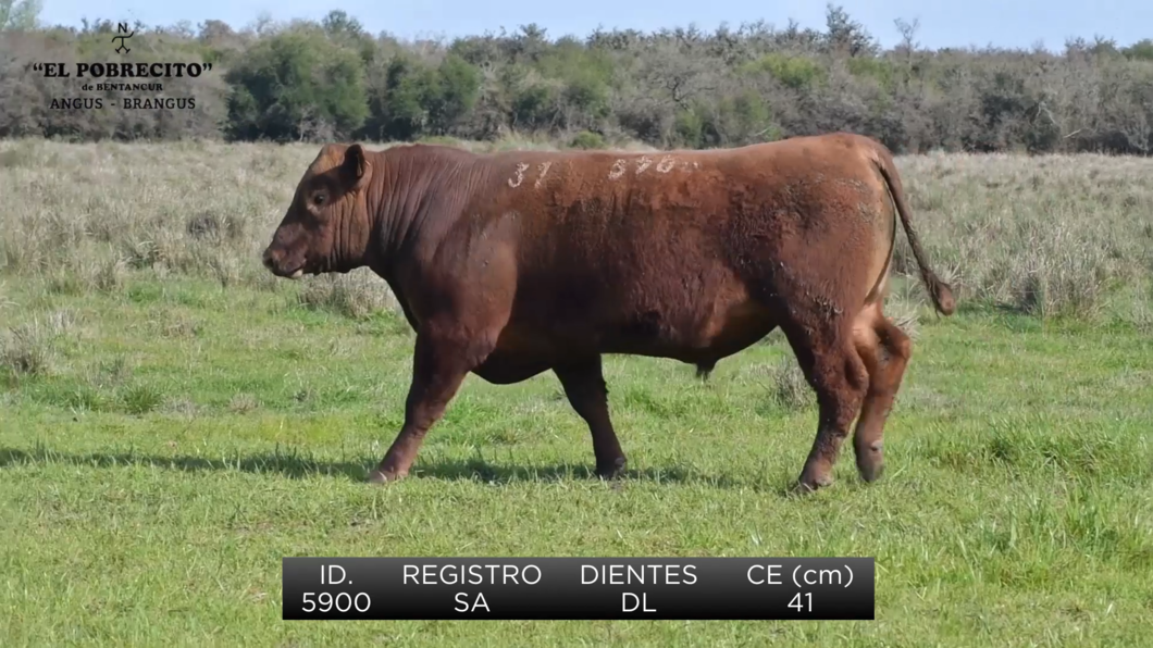 Lote 3 Toros Angus SA a remate en El Pobrecito, Durazno