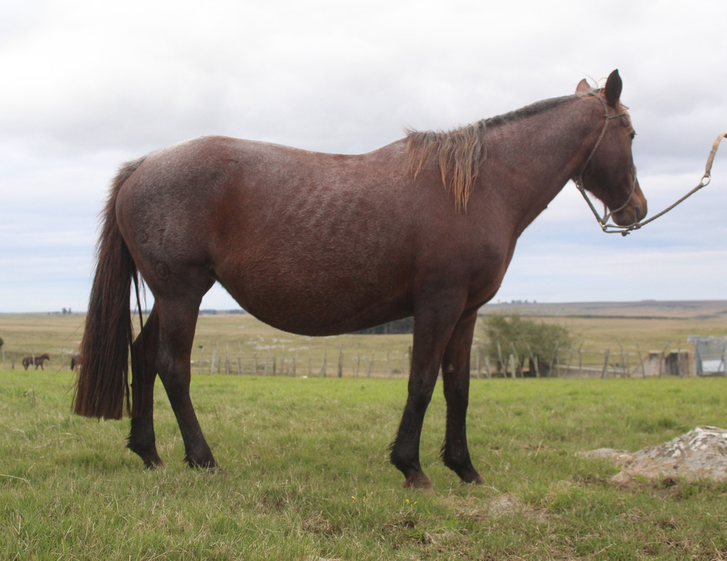 Lote RESFALOSA SORPRESA