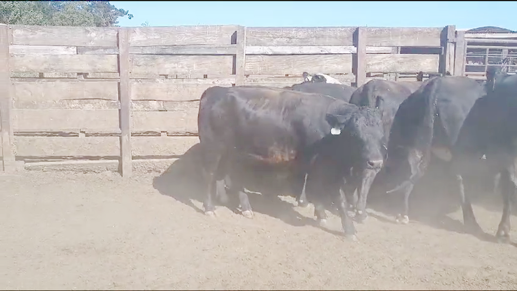 Lote 20 Vaquilla Gorda en Los Ángeles, VIII Región Biobío