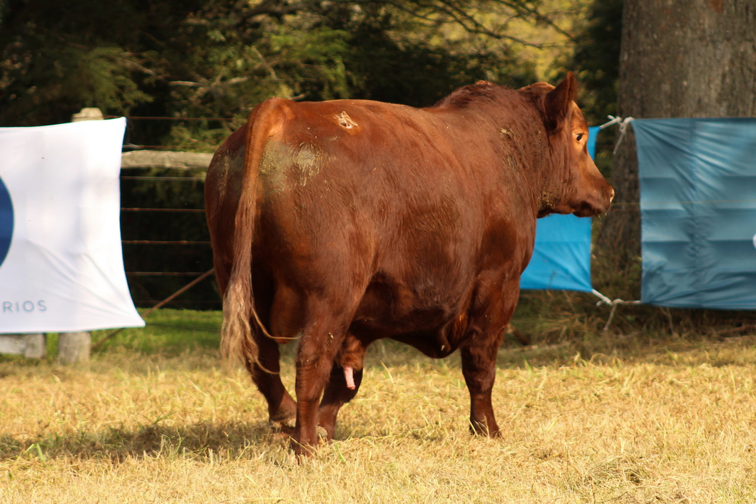 Lote CABAÑA COEMBOTÁ: RP 232