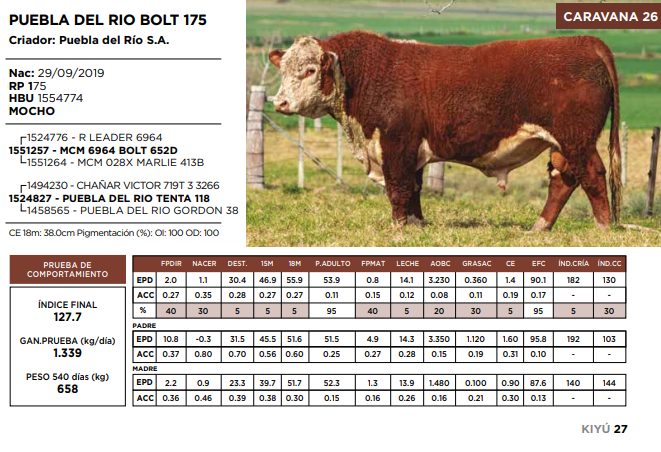 Lote PUEBLA DEL RIO BOLT 175  (GRUPO 2)