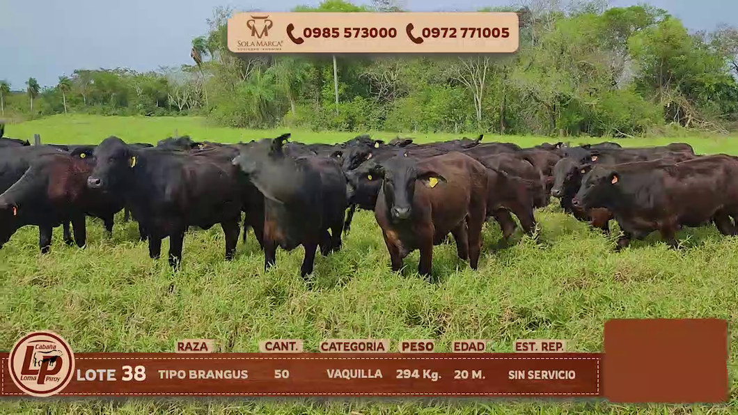 Lote VAQUILLAS