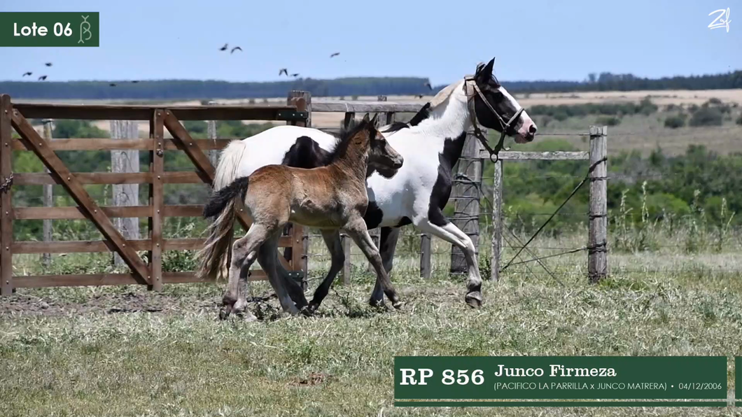 Lote Junco Firmeza