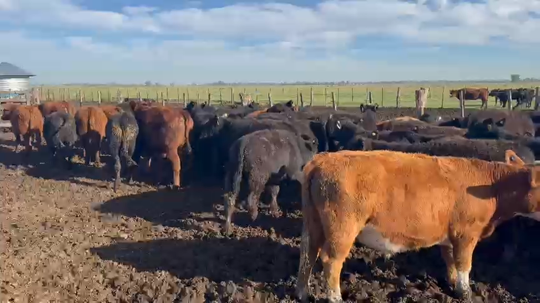 Lote 60 Terneros