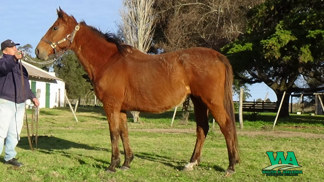 Lote MISS PAISING (Arg)