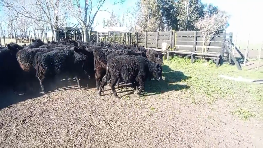 Lote 63 Terneros en Ayacucho, Buenos Aires