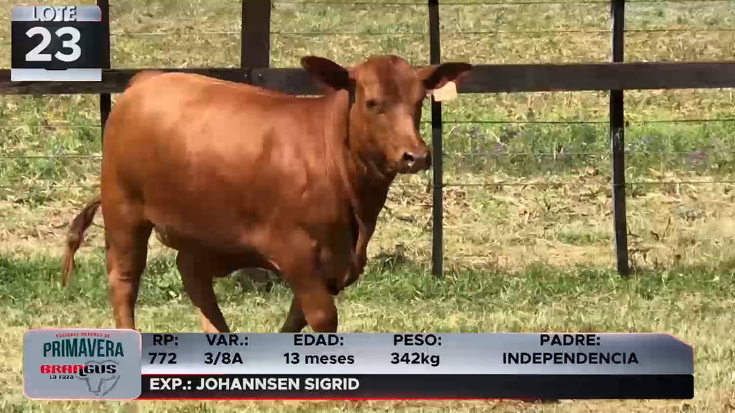 Lote LOTE 23
