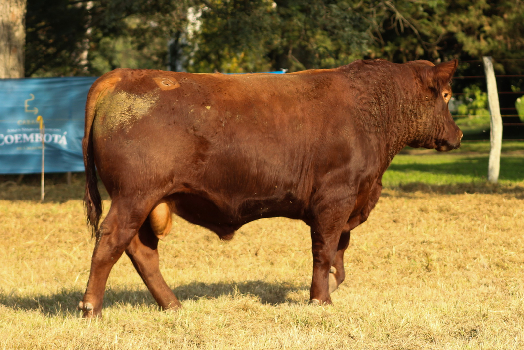 Lote CABAÑA COEMBOTÁ: RP 237