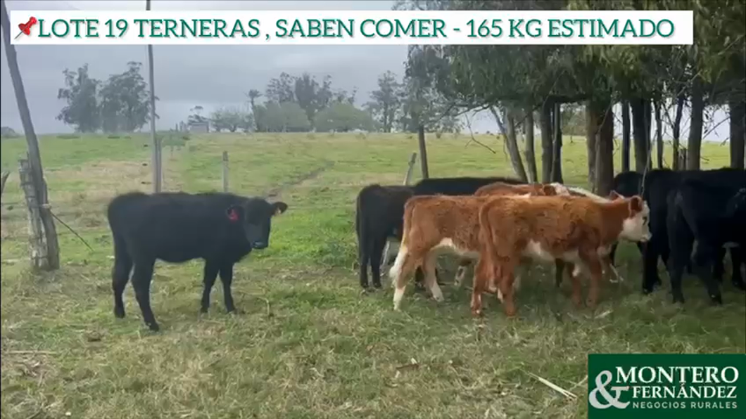 Lote 19 Terneras