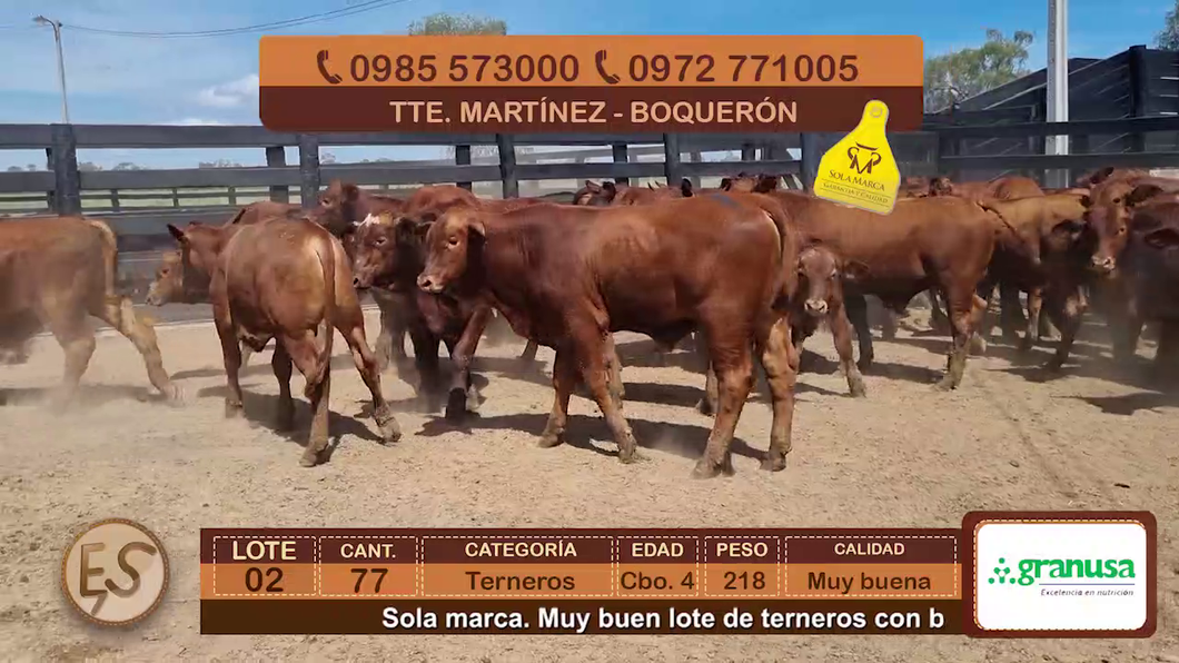 Lote (Vendido)77 Terneros Cbo 4 a remate en Feria Elite de Terneros Cbo 4 - DEL DUERO SA 218kg - , Boquerón