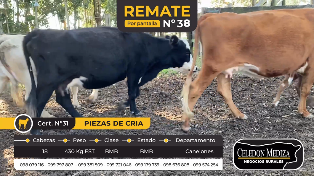 Lote 18 Piezas de cría en Canelones