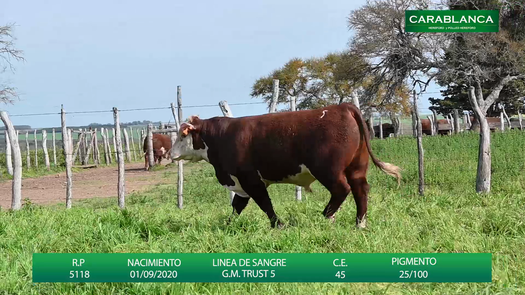 Lote POLLED NOVILLEROS