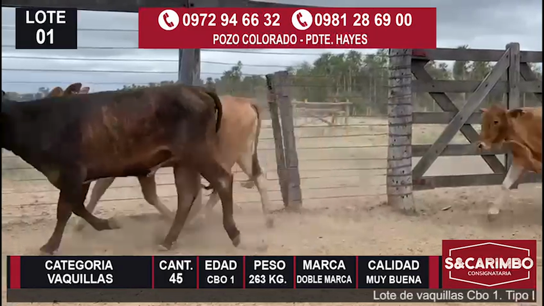 Lote Vaquillas CBO1