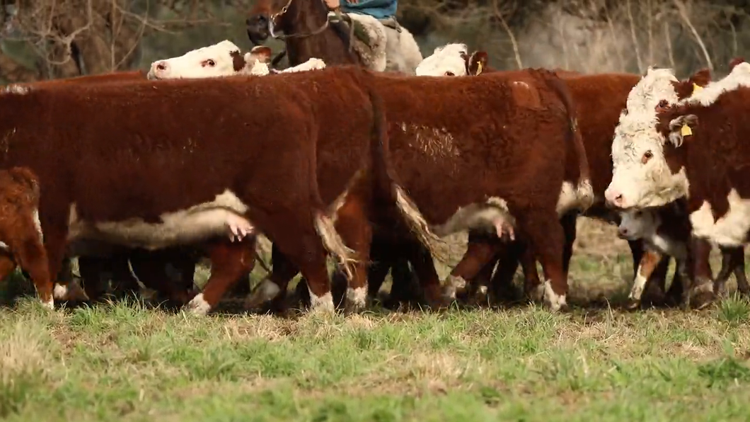 Lote VAQUILLONAS PR C/CRÍA - STO DOMINGO