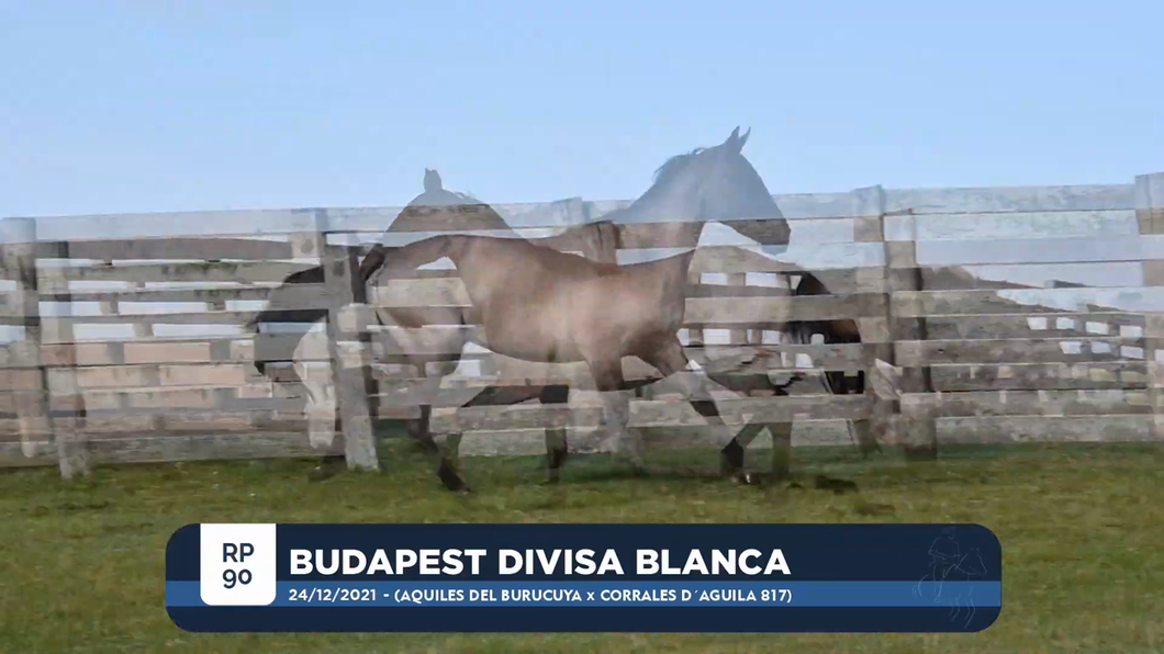 Lote BUDAPEST DIVISA BLANCA