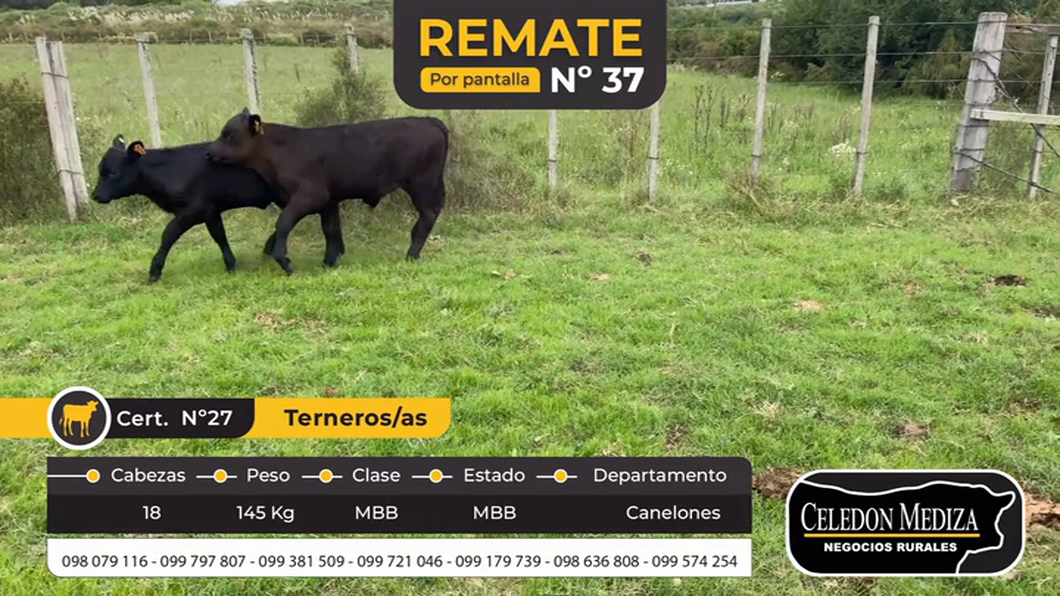 Lote 18 Terneros en Canelones