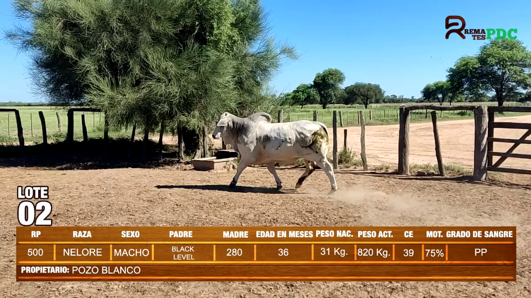 Lote TORO NELORE - POZO BLANCO