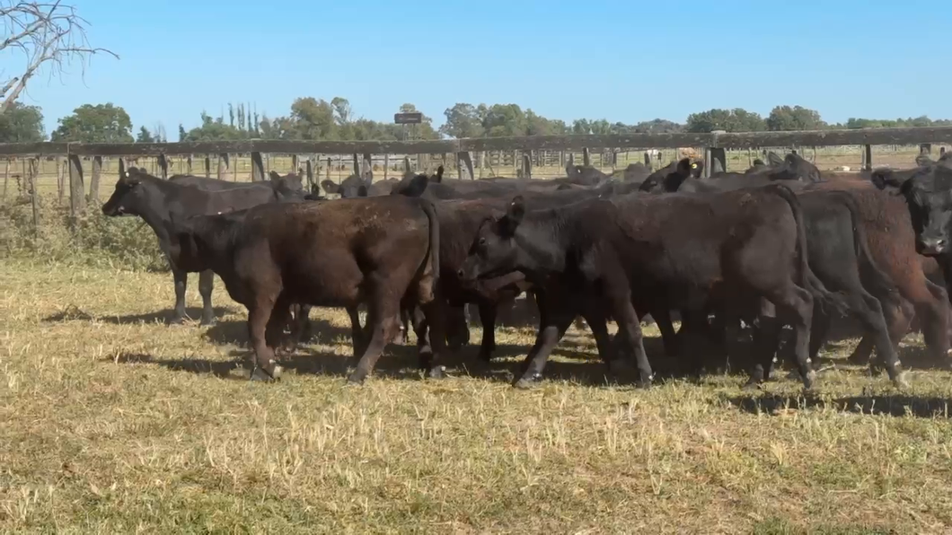 Lote 64 Novillitos