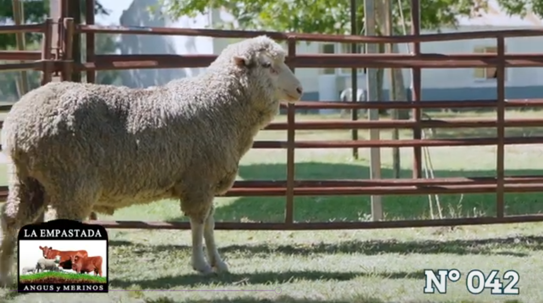 Lote Merino Donhe