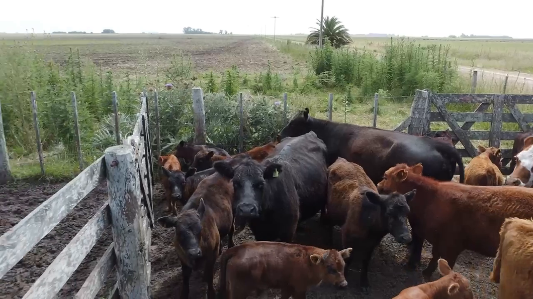 Lote 75 Terneros/as a término