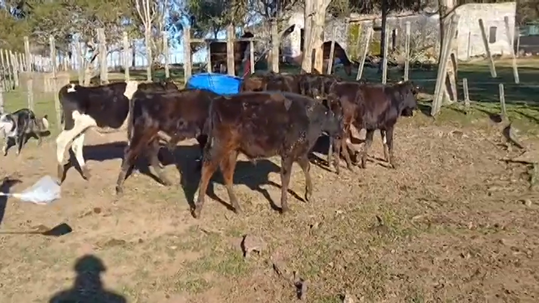 Lote (Vendido)11 Terneros HOLANDO/ ANGUS a remate en #47 Pantalla Carmelo 130kg -  en PUNTAS DEL SAUCE