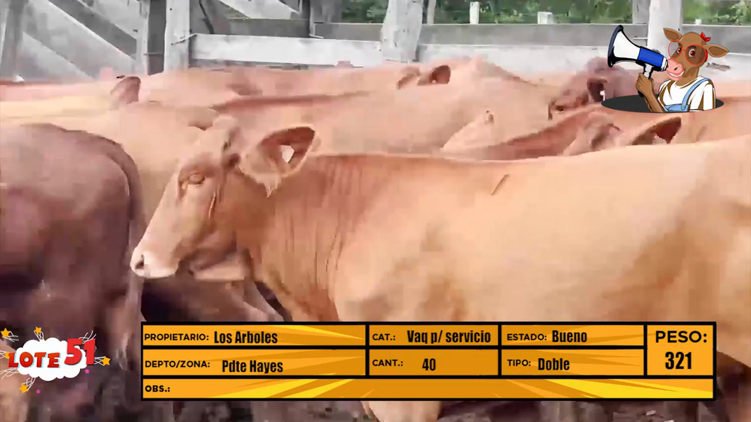 Lote LOTE 51