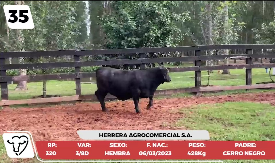 Lote LOTE 35