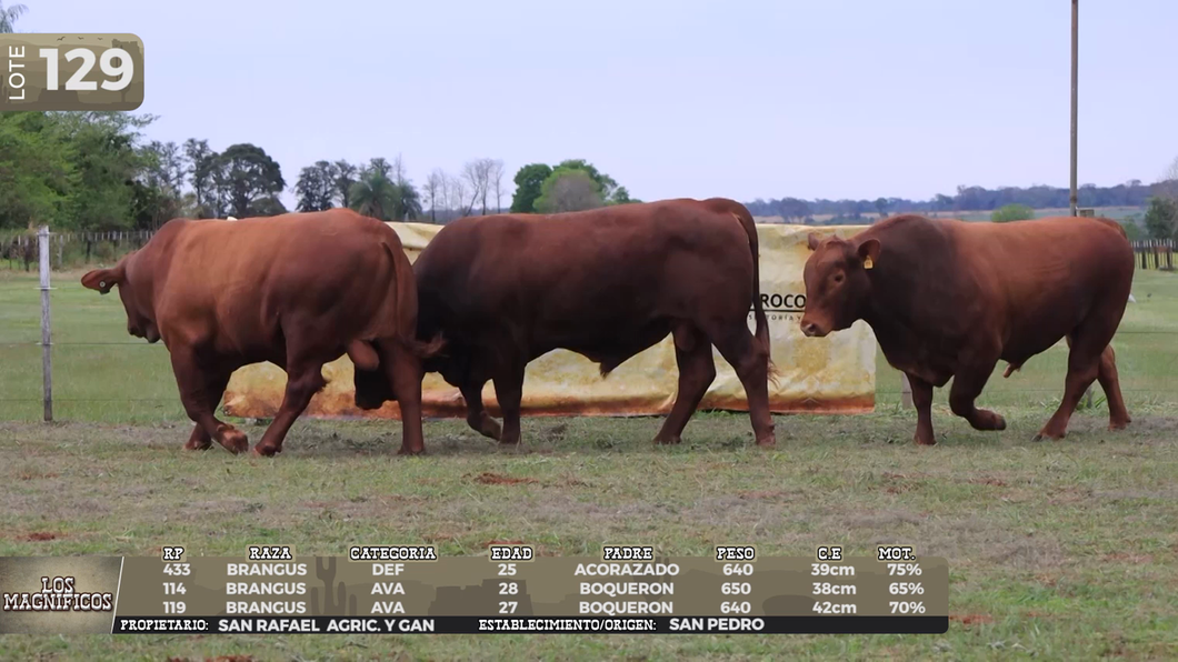 Lote LOTE 129- EN VIVO
