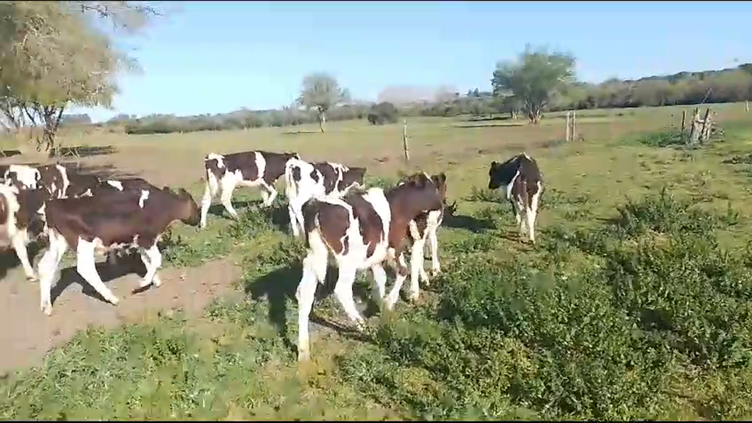 Lote 32 Terneros Holando a remate en Remate por pantalla de la Exposición de San José en Chamizo