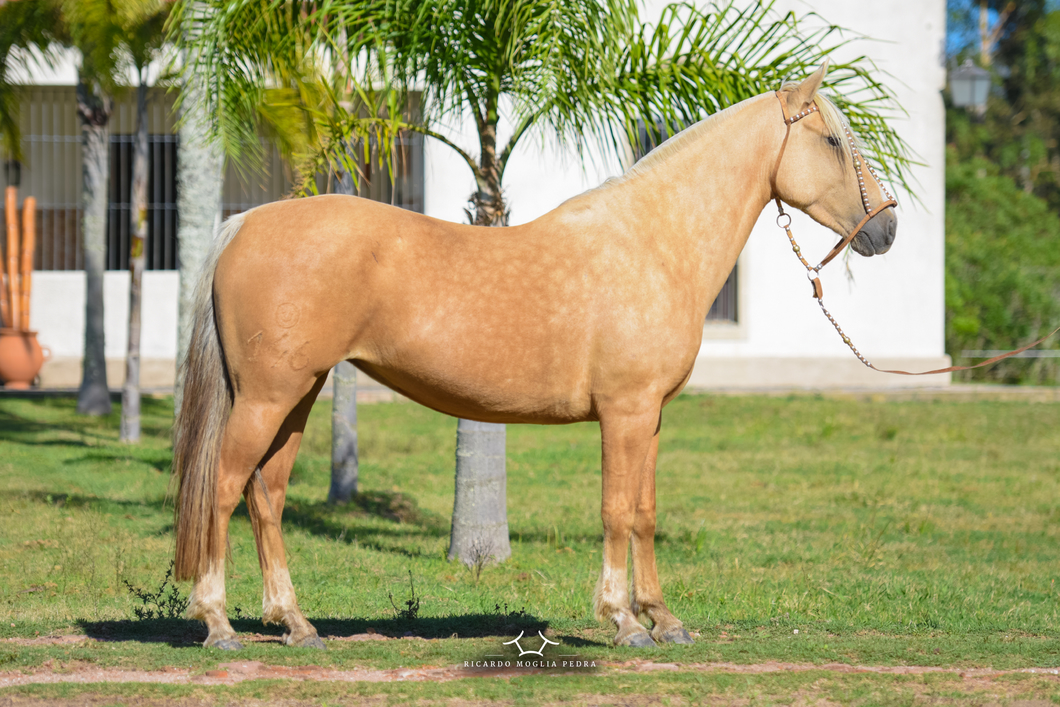Lote RP 146 - Guardiana