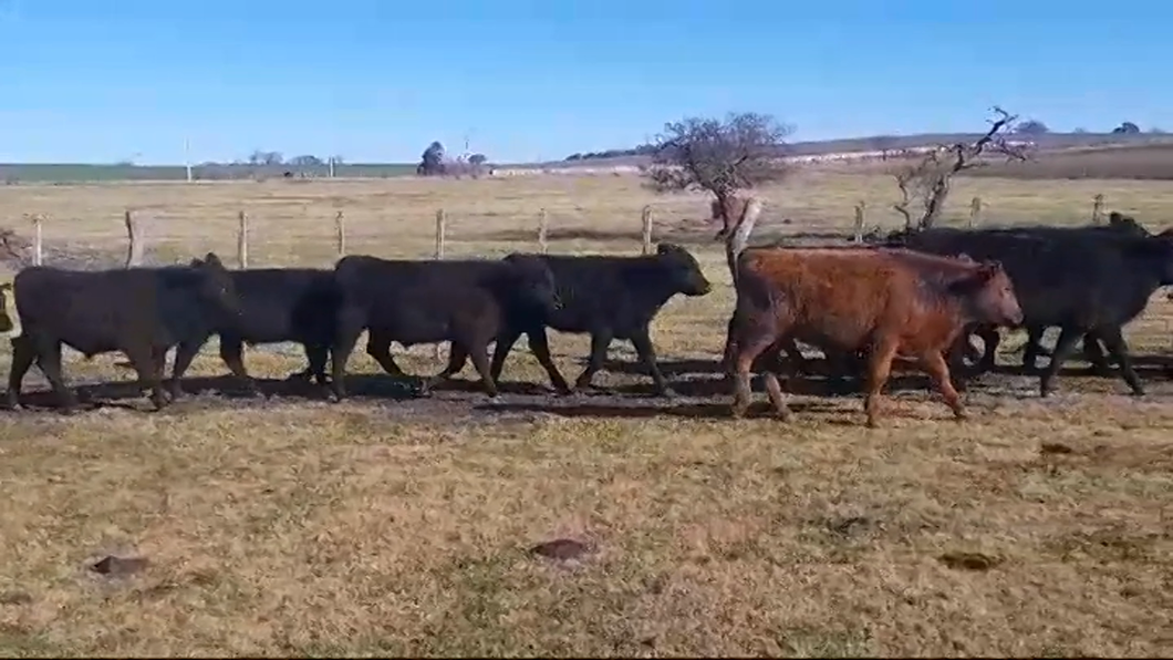 Lote (Vendido)21 Terneros ANGUS a remate en #47 Pantalla Carmelo 220kg -  en POLANCOS