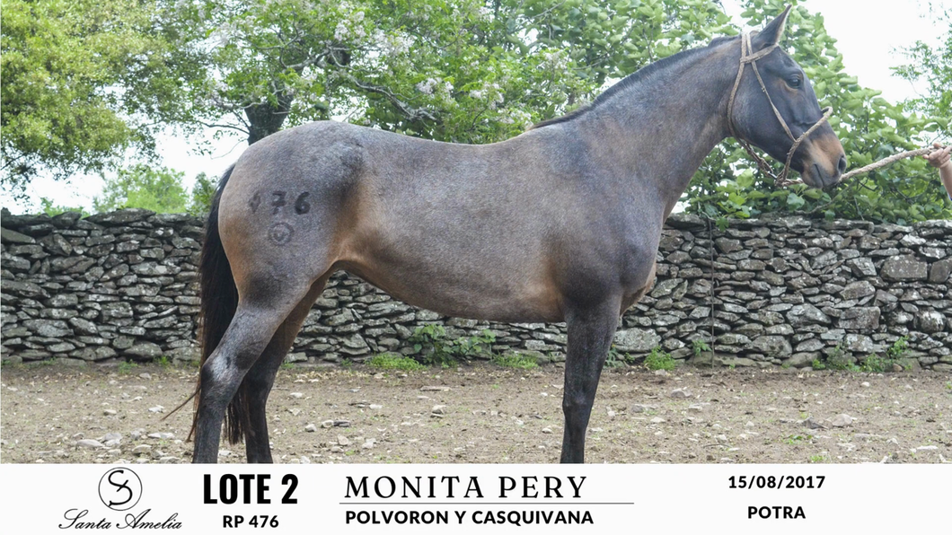 Lote MONITA PERY